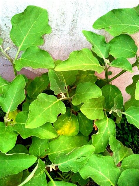 Leaves of brinjal | Plant leaves, Plants, Leaves