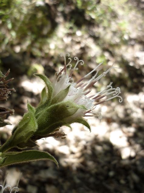 Lagascea Helianthifolia Flora Del Bosque Mes Filo De Monta A Y