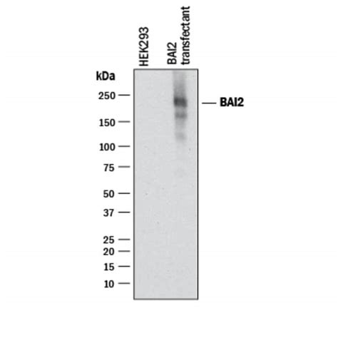 Human BAI2 Antibody R 100 μg Unconjugated Antibodies Monoclonal