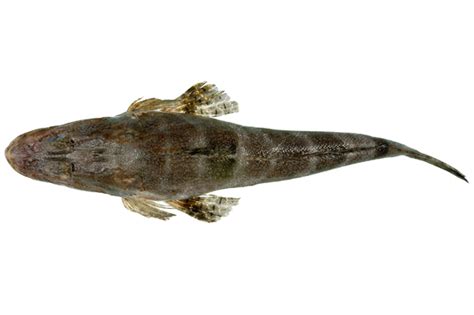 platycephalidae