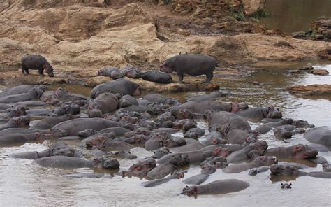 Hippo Poop Is Literally Suffocating Fish | Live Science