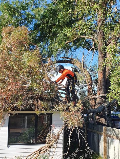 Brush Chipping Services In Hamilton Waikato Ecoarb