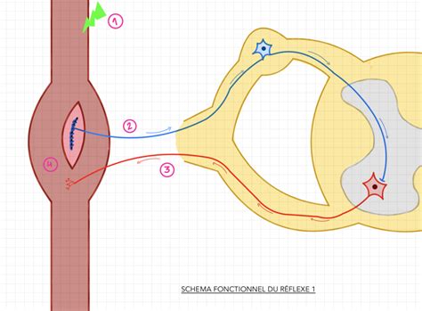 Diagramme de Bio 3 le système nerveux les réflexes schéma