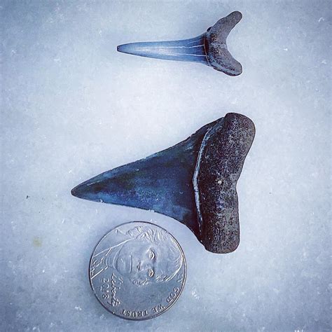 Never realized how addicting Megalodon fossil hunting could be. These are two of my most ...