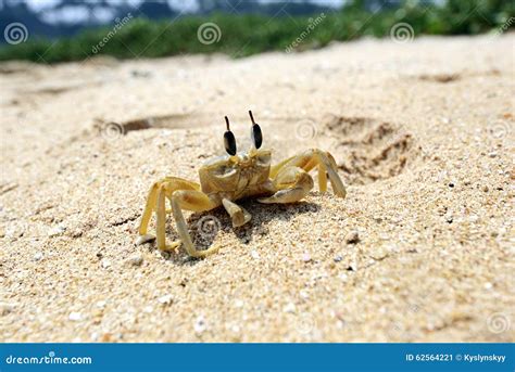 Ocean Sri Lankan Crabs Stock Image Image Of India Ocean 62564221