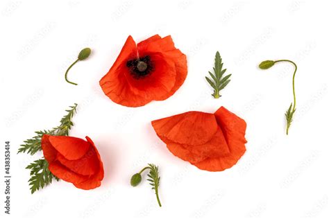 Red Field Poppies Papaver Rhoeas Isolated On White Background Stock