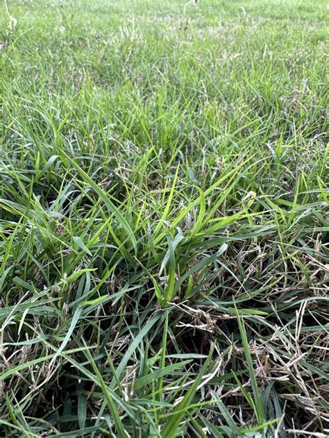 Grass Identification Rlawncare