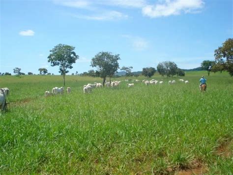 Fazenda De Alqueires Em Natividade To Terrenos S Tios E