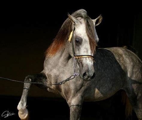 Arabian horse | Show horses, Stallion horses, Arabian horse