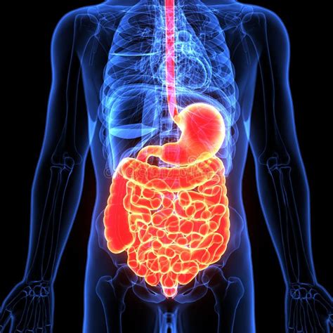 Sistema Digestivo Corpo Humano - Ilustração 3d Do Sistema Digestivo De Corpo Humano Ilustração Stock ...