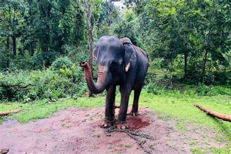 Elephant Camp Dandeli Trip