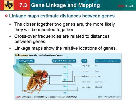 7 3 Gene Linkage And Mapping The Student