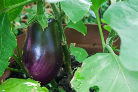 Eggplant Growth Stages All The Fine Details