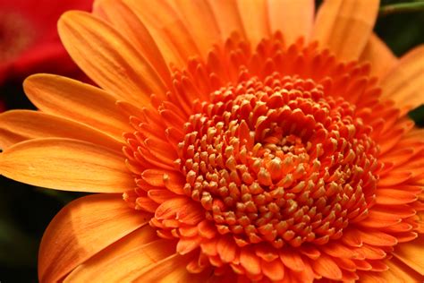 Bakgrundsbilder natur blomma kronblad orange gul flora närbild