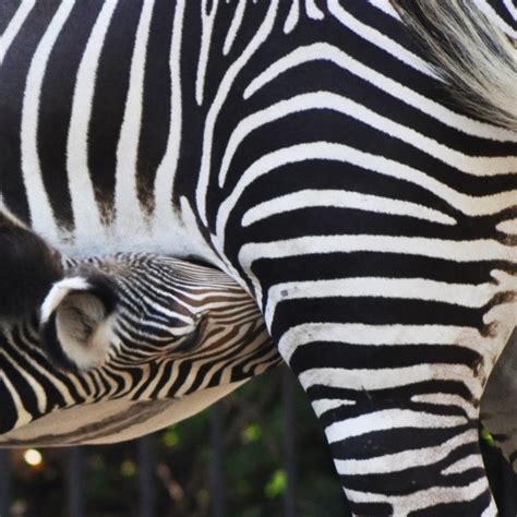 Al Bioparco Di Roma Nata Una Zebra Reale La Specie Pi Minacciata