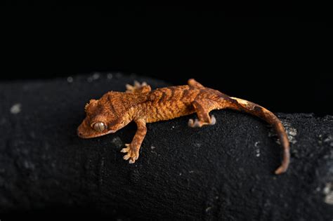 Super Tiger Crested Gecko | Fringemorphs