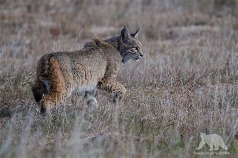 Bobcat Male Bobcat On The Prowl Central Valley Ca Mario Nonaka