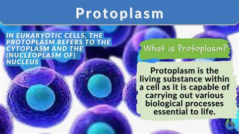 Protoplasm - Definition and Examples - Biology Online Dictionary