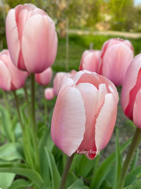 Tulipan Darwina Salmon Impression Szt Kwiaty Beaty Pl