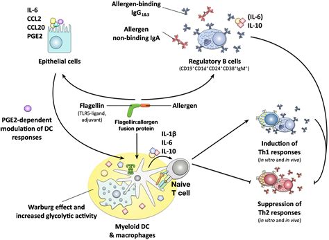 Frontiers Novel Adjuvants In Allergen Specific Immunotherapy Where