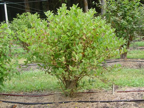 Honingbes Lonicera Caerulea Vostorg® Eetbaargoed