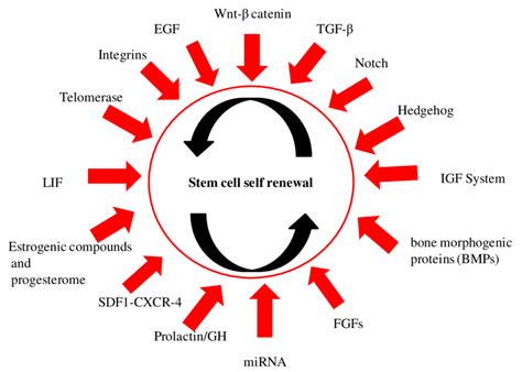 Factors And Signaling Pathways Involved In The Regulation Of Download Scientific Diagram