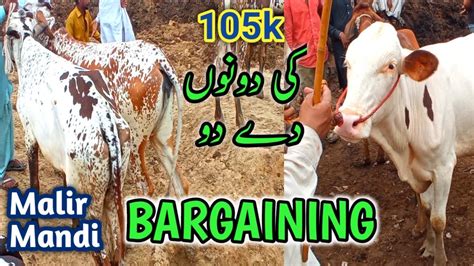 Behtreen Bargaining In Malir Mandi Malir Mandi Update Cattle Market