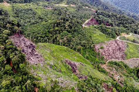 Mencermati Masa Depan Orangutan Sumatera