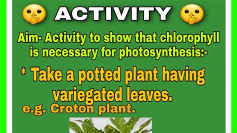 Activity To Show That Chlorophyll Is Necessary For Photosynthesis Youtube