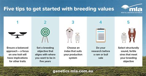 Five Tips For Using Breeding Values Meat And Livestock Australia