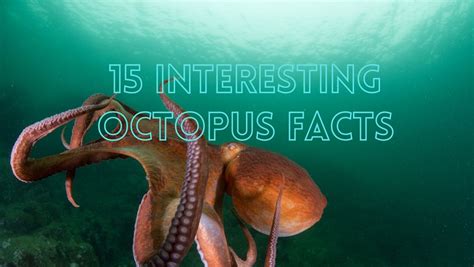 15 Interesting Octopus Facts