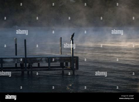 Shag Or Cormorant On Jetty On A Misty Morning At Lake Rotoiti Nelson