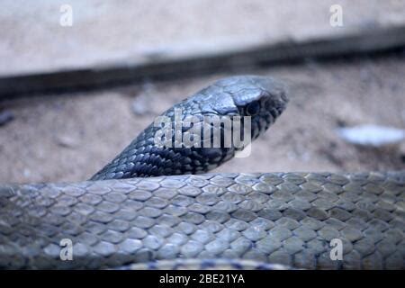 Australian Highly Venomous Eastern Brown Snake In Striking Position