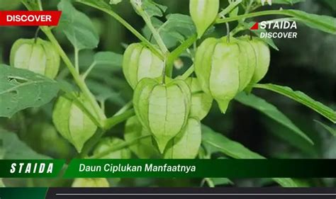 Ketahui 9 Manfaat Daun Ciplukan Untuk Kesehatan Anda