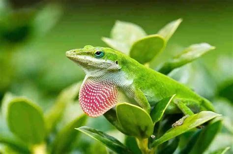 What Do Small Green Lizards Eat