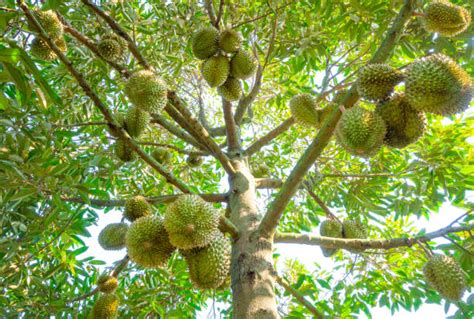 Mengenal Durian Raja Buah Yang Terkenal Kontroversial Dan Menggoda