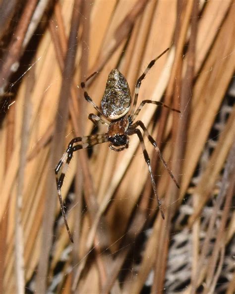 African Hermit Spider From Kzn Za On February At Am By