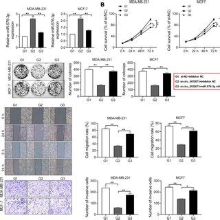 Knockdown Of Hsa Circ Impairs Proliferative Migratory And