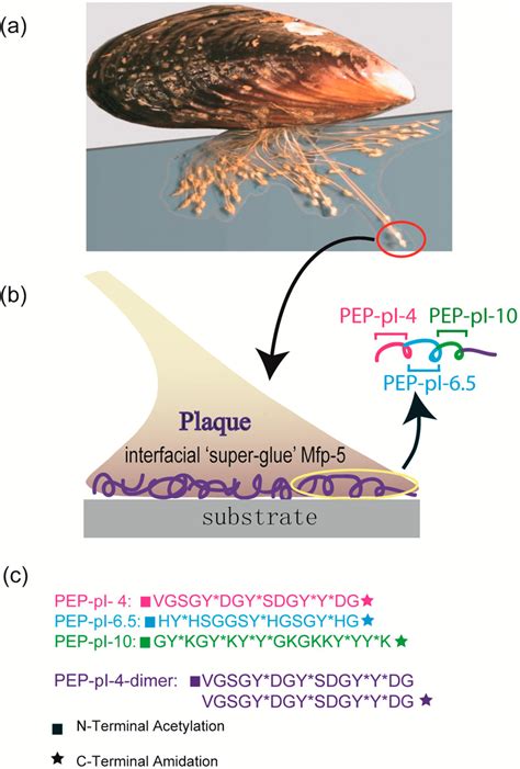 Bridging Adhesion Of Mussel Inspired Peptides Role Of Charge Chain Length And Surface Type