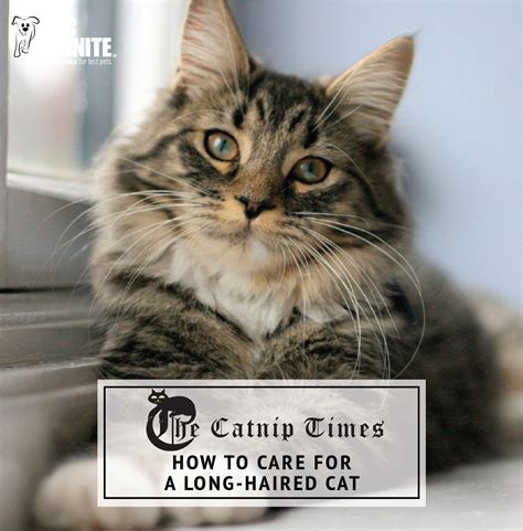 How to Care for a Long-haired Cat | AKC Reunite & The Catnip Times