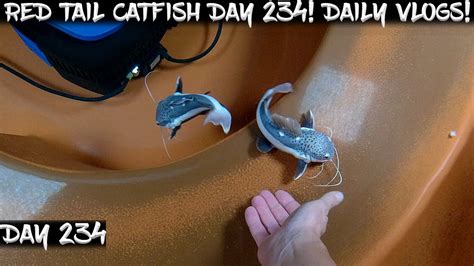 Day Daily Red Tail Catfish Vlog Watch Them Grow Youtube