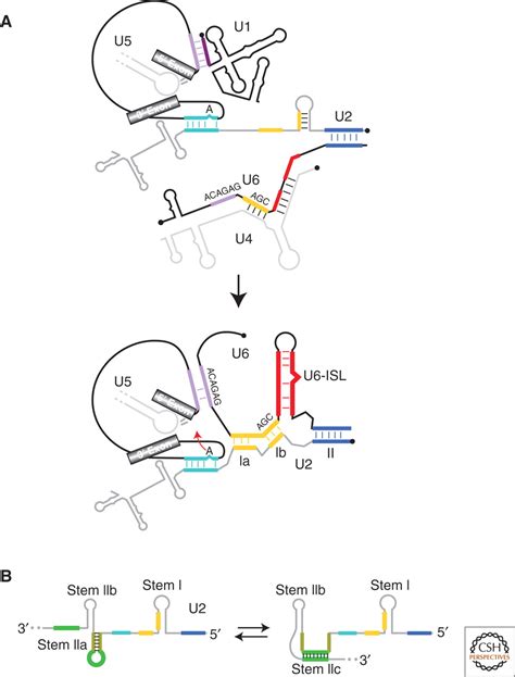 Spliceosome Structure and Function