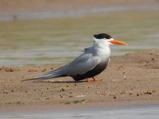 Black Bellied Tern Ebird