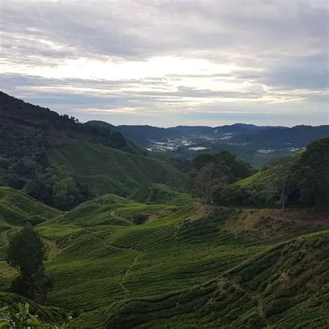 29 Must-See Cameron Highlands Attractions + Things To Do (2020 Guide)