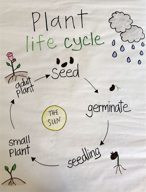 Plant Life Cycle Anchor Chart Plant Life Cycle Plant Seedlings Plant Life