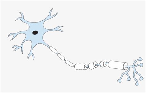 Nerve Cell Drawing Without Label