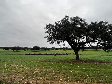 Comienza la campaña para presentar las solicitudes de ayudas directas
