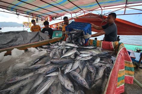 Penangkapan Ikan Terukur Implementasi Ini Tahapannya Di Tahun