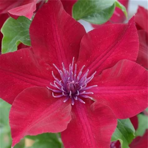 Clematis Boulevard Nubia Sumptuous Red Clematis