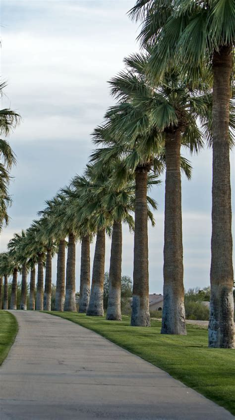 Types Of Palm Trees In Arizona The Cards We Drew